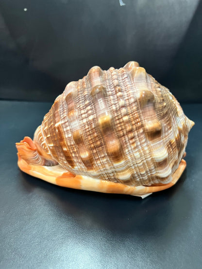 Bullmouth Cameo Helmet Shell 5-6"+ Cassis Rufa Select Premium Stock