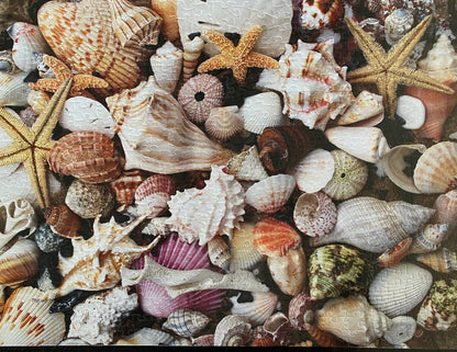 Shark Teeth and Shells 550 Piece Jigsaw Puzzle