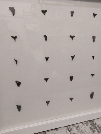 Shark teeth shadow box- Made to order