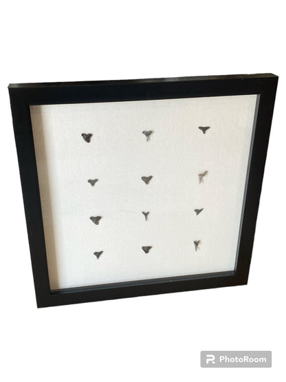 Shark teeth shadow box- Made to order