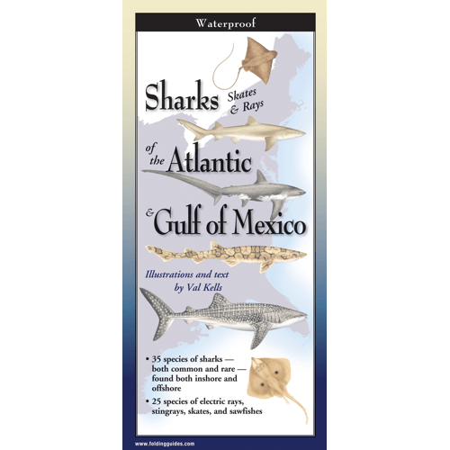 Sharks, Skates & Rays of the Atlantic & Gulf of Mexico Folding Guide