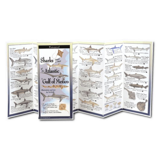 Sharks, Skates & Rays of the Atlantic & Gulf of Mexico Folding Guide
