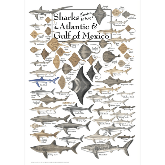 Sharks, Skates, & Rays of the SE Atlantic & Gulf Poster – 19″ x 27″
