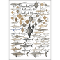 Sharks, Skates, & Rays of the SE Atlantic & Gulf Poster – 19″ x 27″