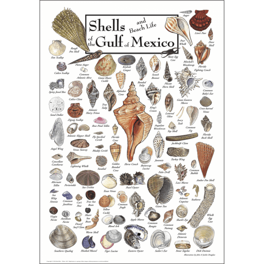 Shells of Gulf of Mexico Poster – 19″ x 27″ Coastal Shell Identification Print