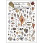 Shells of Gulf of Mexico Poster – 19″ x 27″ Coastal Shell Identification Print