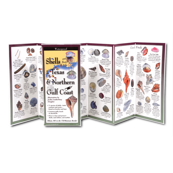 Shells of Texas & Northern Gulf Coast – Waterproof Identification Guide