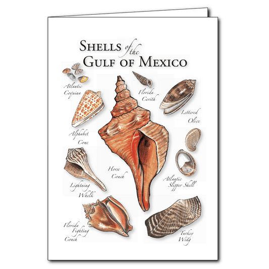 Shells of the Gulf of Mexico 5" x 7" Greeting Card