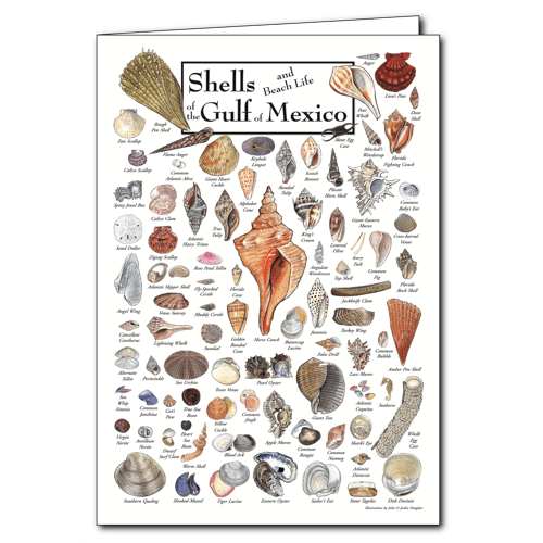 Shells of the Gulf of Mexico Greeting Card – 5" x 7" with Envelope