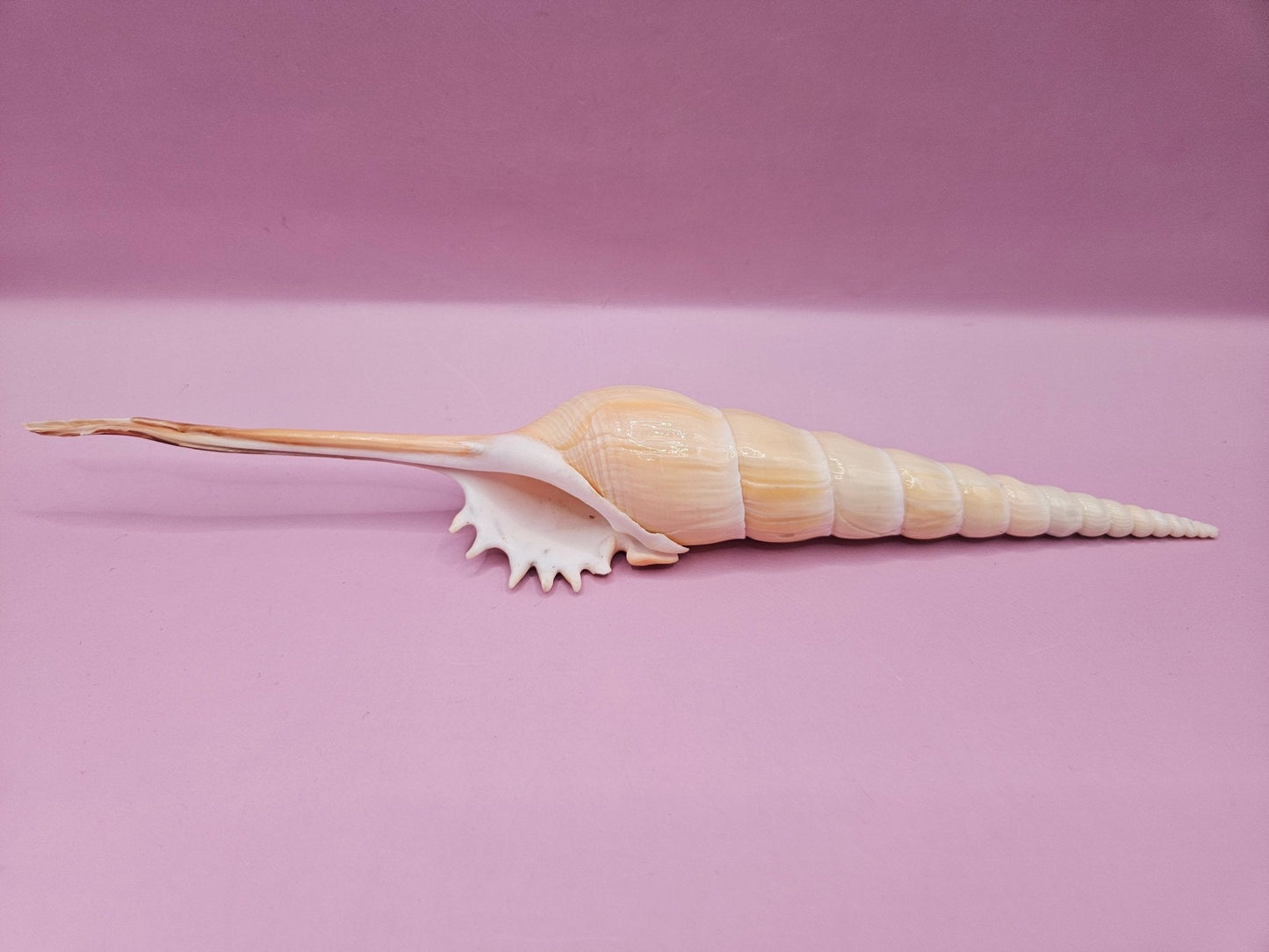 Shinbone Tibia Fusus Shell-9.75"