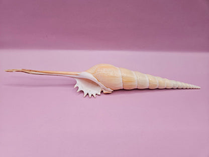 Shinbone Tibia Fusus Shell-9.75"