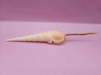 Shinbone Tibia Fusus Shell-9.75"