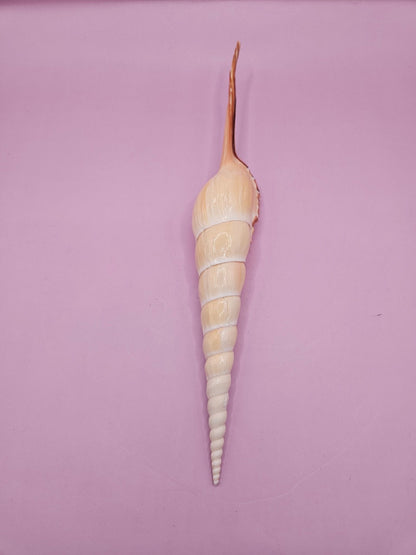 Shinbone Tibia Fusus Shell-9.75"