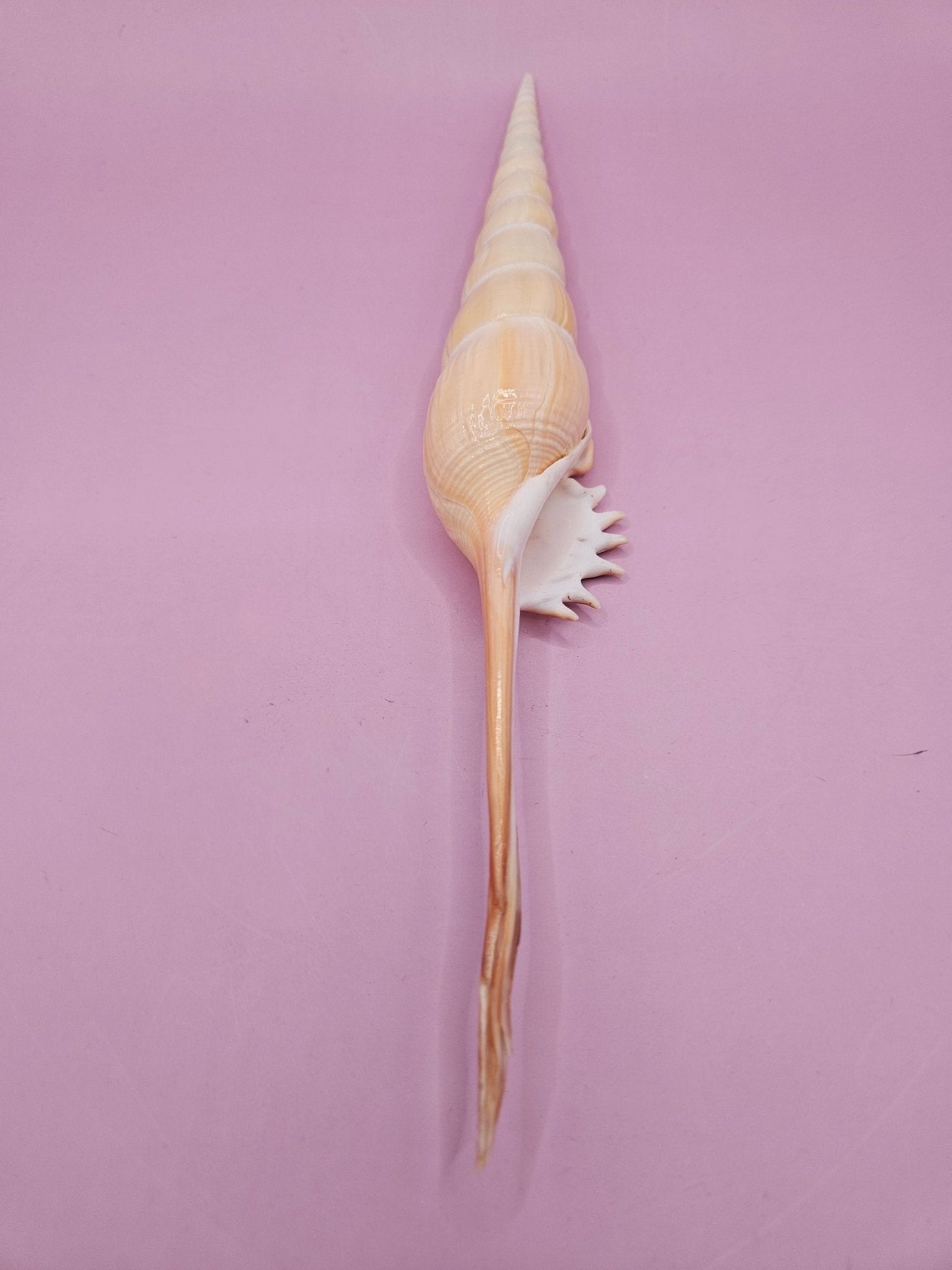 Shinbone Tibia Fusus Shell-9.75"