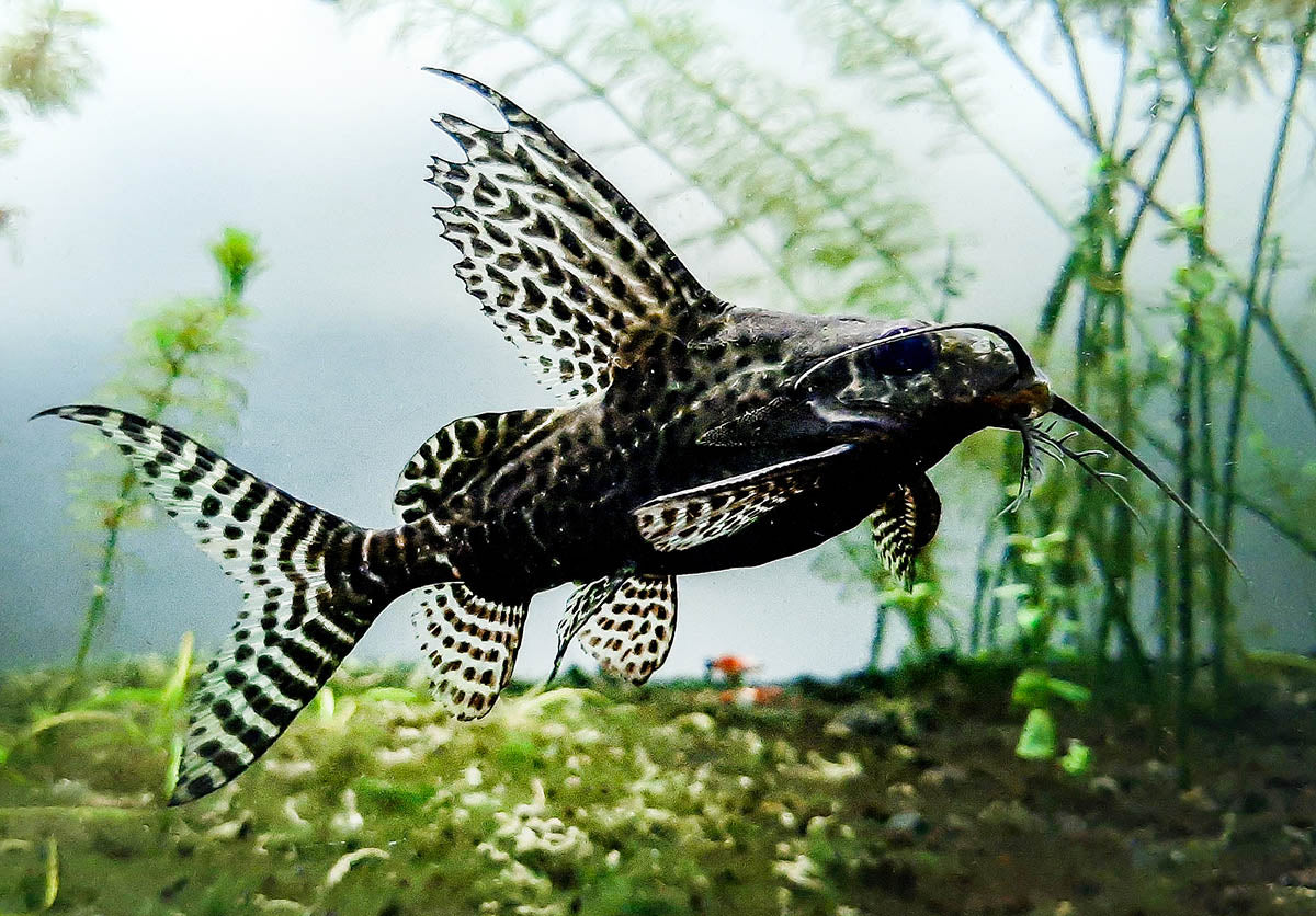 Synodontis angelicus (Angel Catfish) and Synodontis eupterus (Featherfin Catfish)