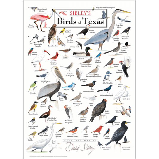 Sibley's Birds of Texas Poster – 19" x 27"