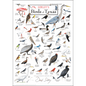 Sibley's Birds of Texas Poster – 19" x 27"