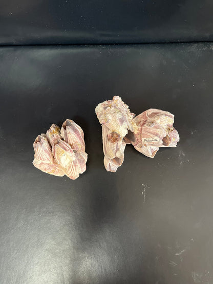 Phillipines Barnacle Cluster 3-4"