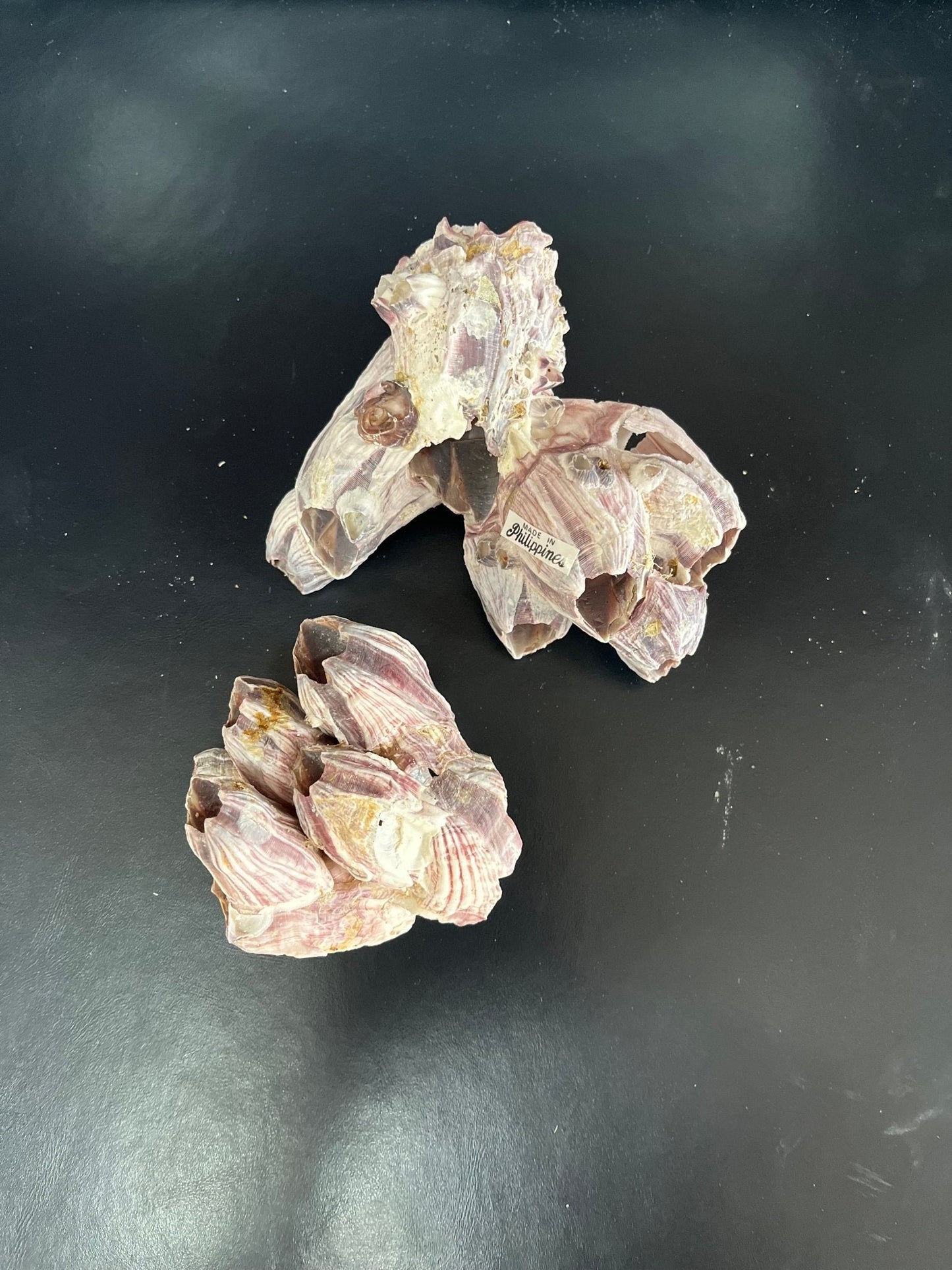 Phillipines Barnacle Cluster 3-4"