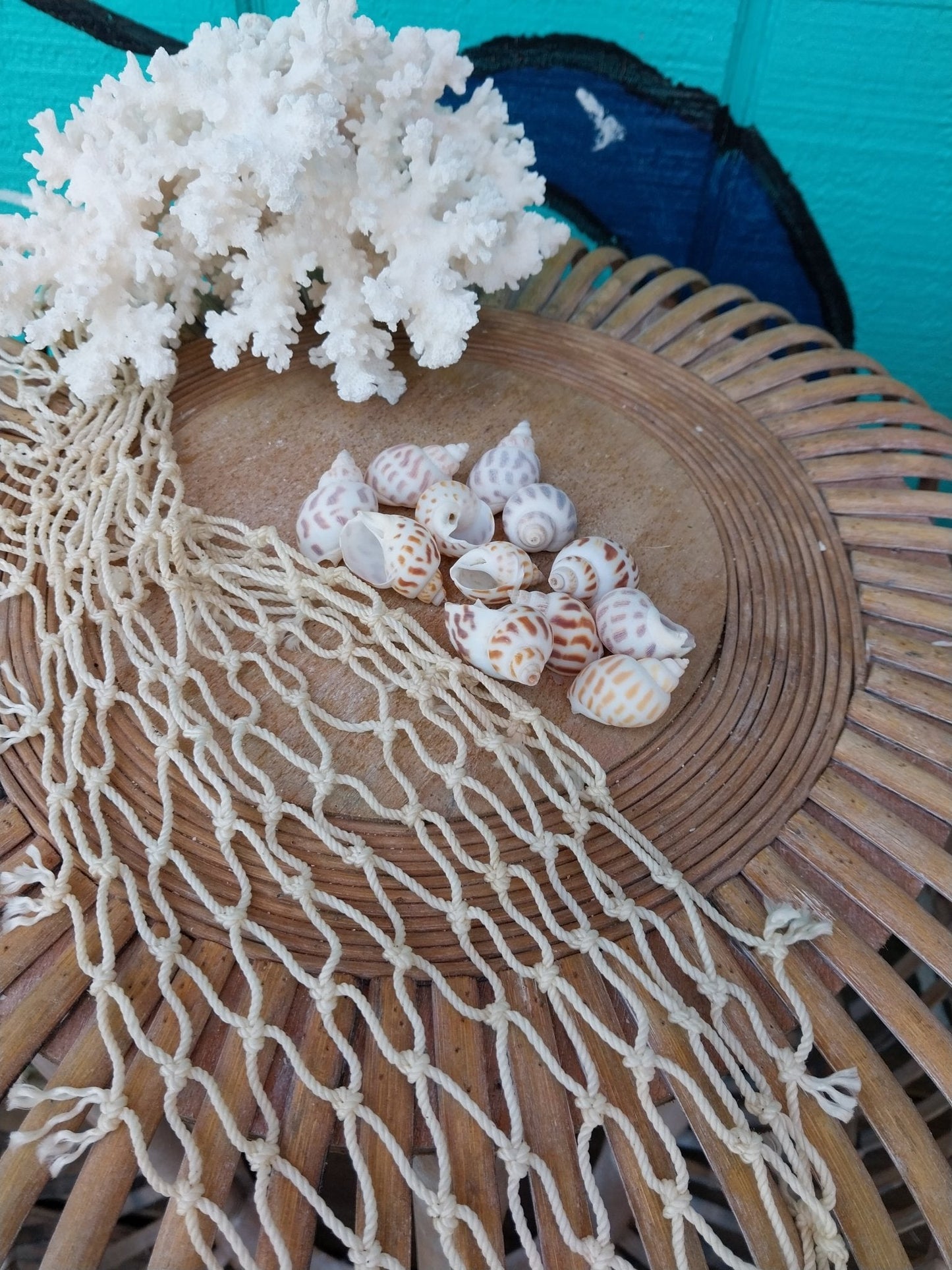 Small Aerolata Babylonia