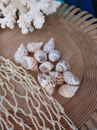 Small Aerolata Babylonia