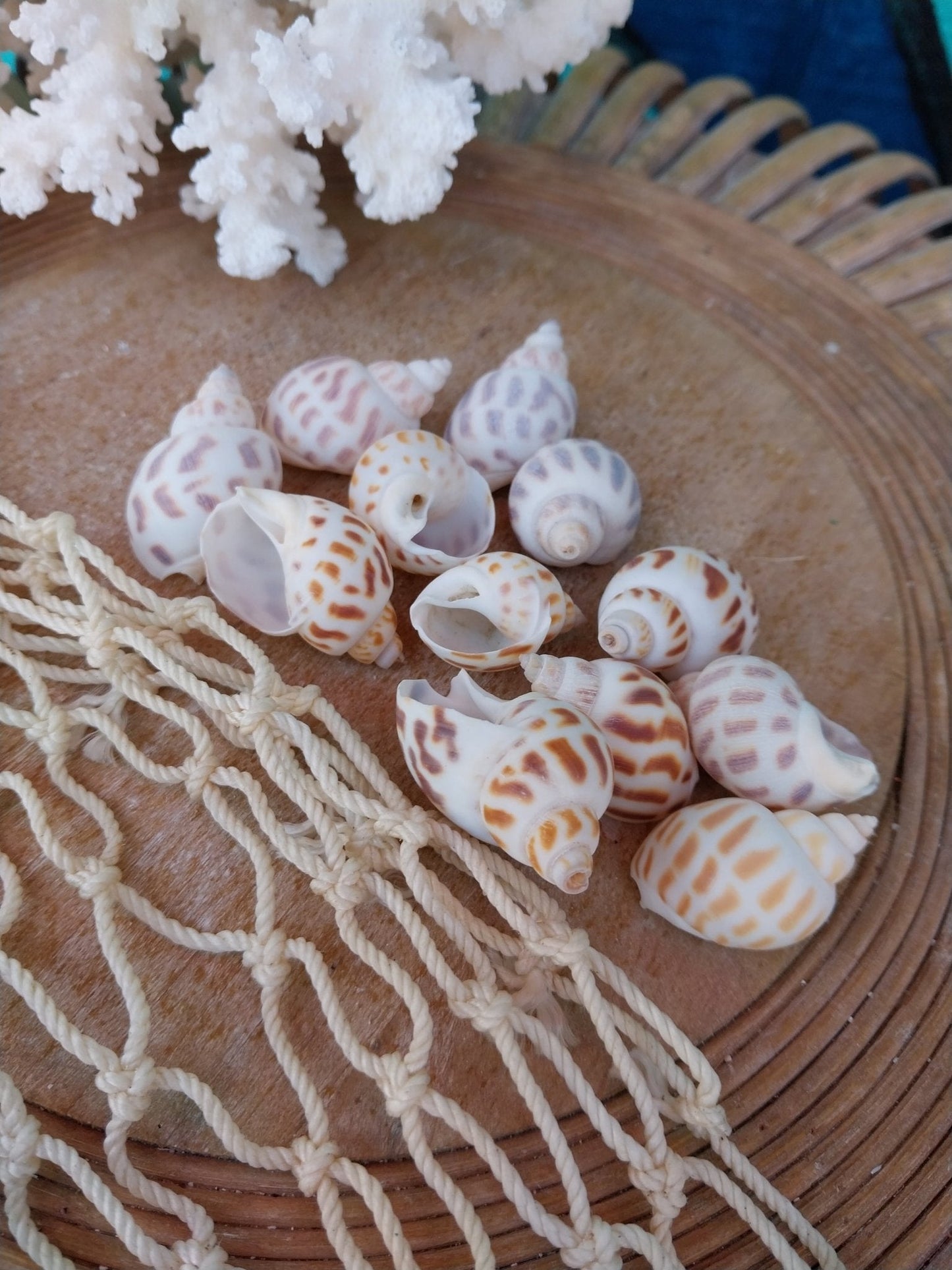 Small Aerolata Babylonia