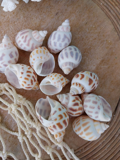 Small Aerolata Babylonia