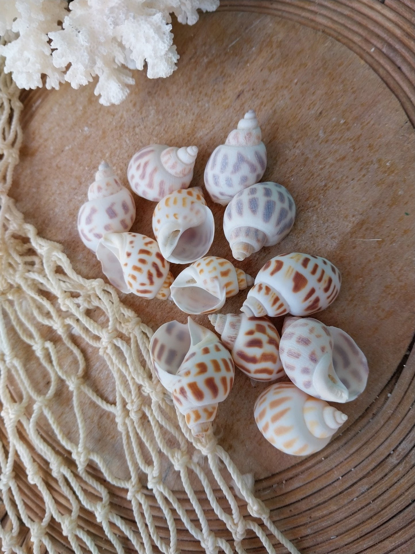 Small Aerolata Babylonia