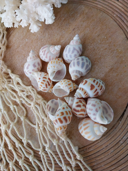 Small Aerolata Babylonia