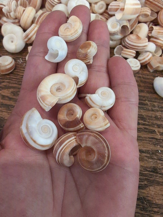 Small Rams Horn Shell