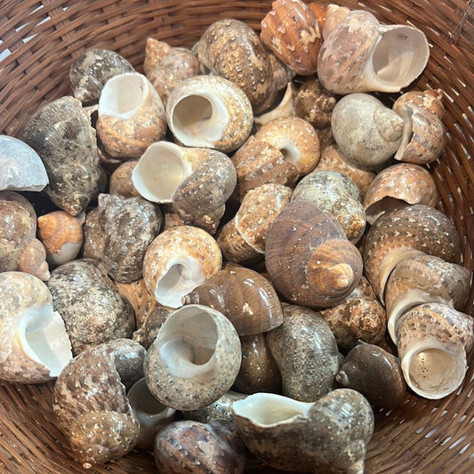 Snakeskin Tapestry Turban Shells (Turbo petholatus)