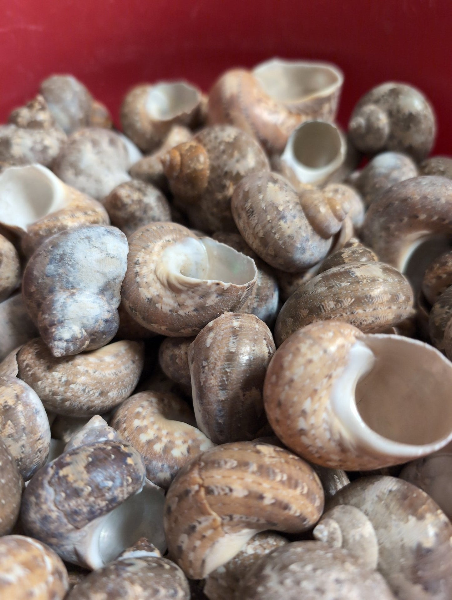 Snakeskin Tapestry Turban Shells (Turbo petholatus)