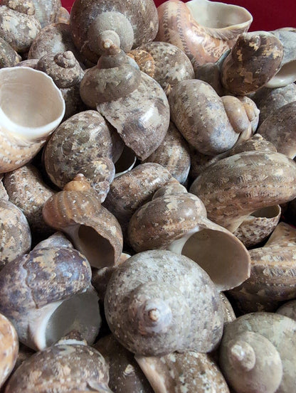Snakeskin Tapestry Turban Shells (Turbo petholatus)