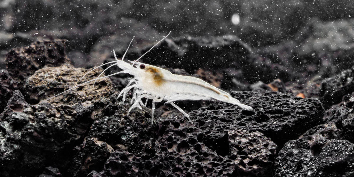 Snow Ball Shrimp (Pack of 6)