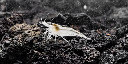 Snow Ball Shrimp (Pack of 6)