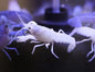 White Lobster Crayfish