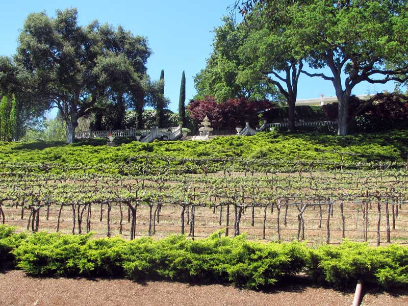 Sonoma Valley & Carneros