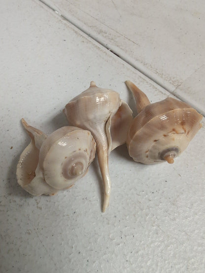 Bulk Spiral Tudicla Shells (Tudicla spirillus) – Natural Craft Shells for DIY & Wedding Decor