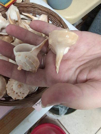 Bulk Spiral Tudicla Shells (Tudicla spirillus) – Natural Craft Shells for DIY & Wedding Decor
