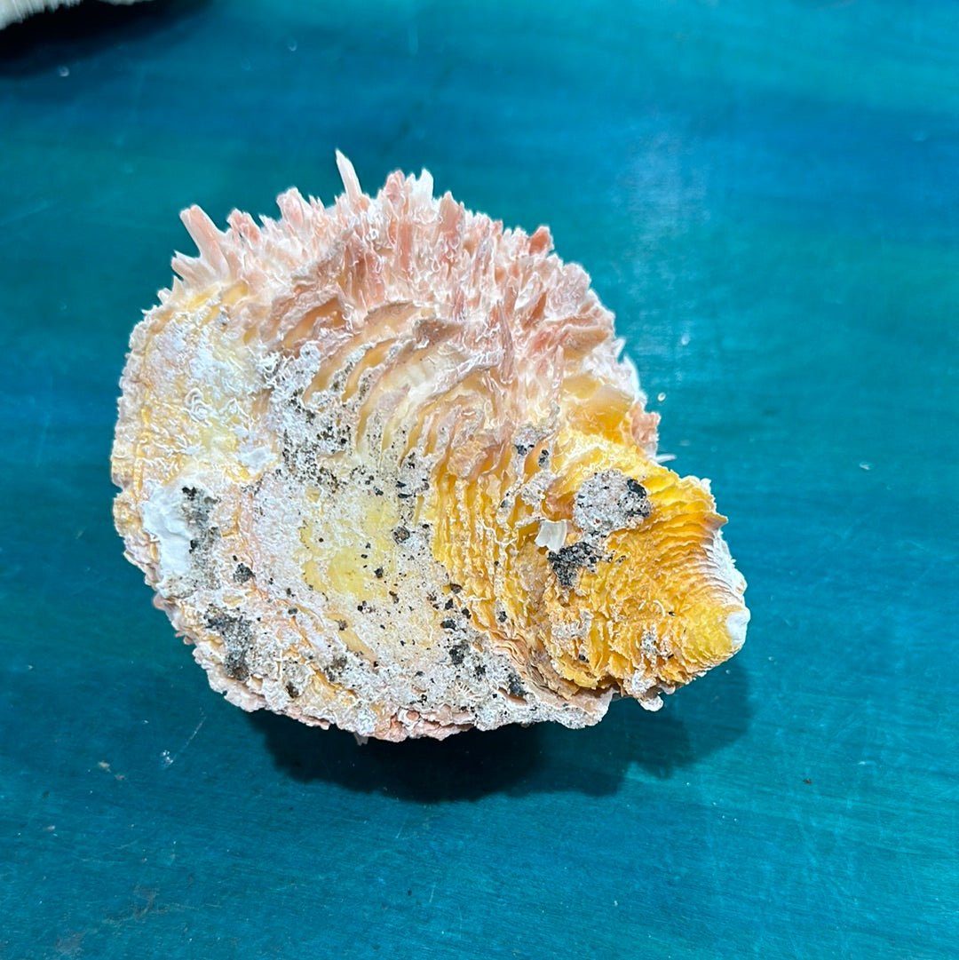 Spondylus Shell Pair 5" - Exact Shell Shown