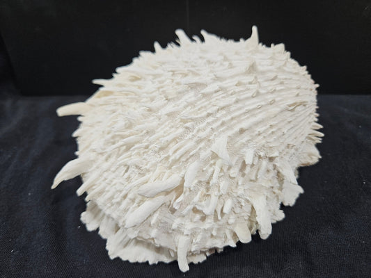 Spondylus Shell Pair 6"- Exact Shell Shown