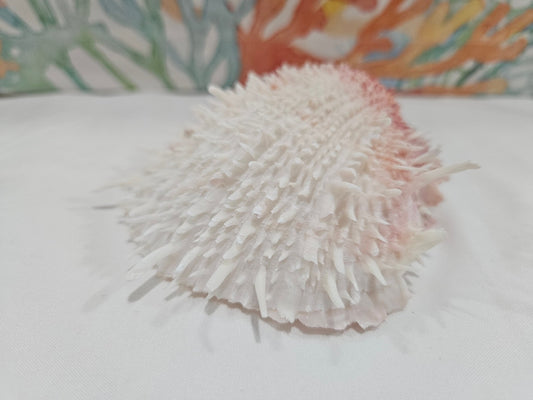 Spondylus Shell Pair - Exact Shell Shown 4"