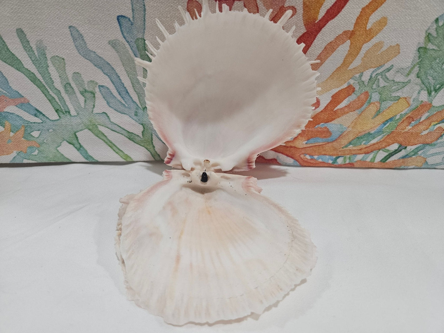 Spondylus Shell Pair - Exact Shell Shown 4"