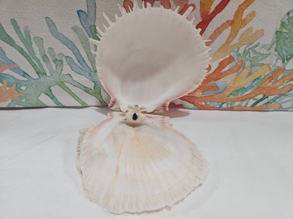 Spondylus Shell Pair - Exact Shell Shown 4"