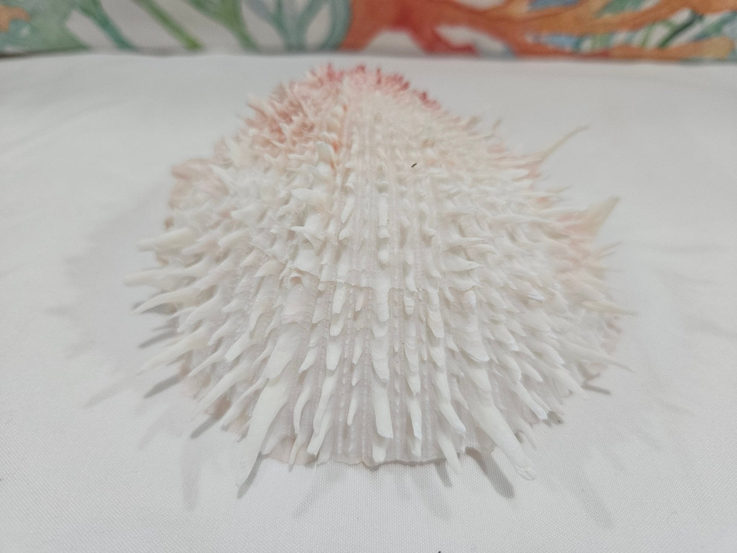 Spondylus Shell Pair - Exact Shell Shown 4"