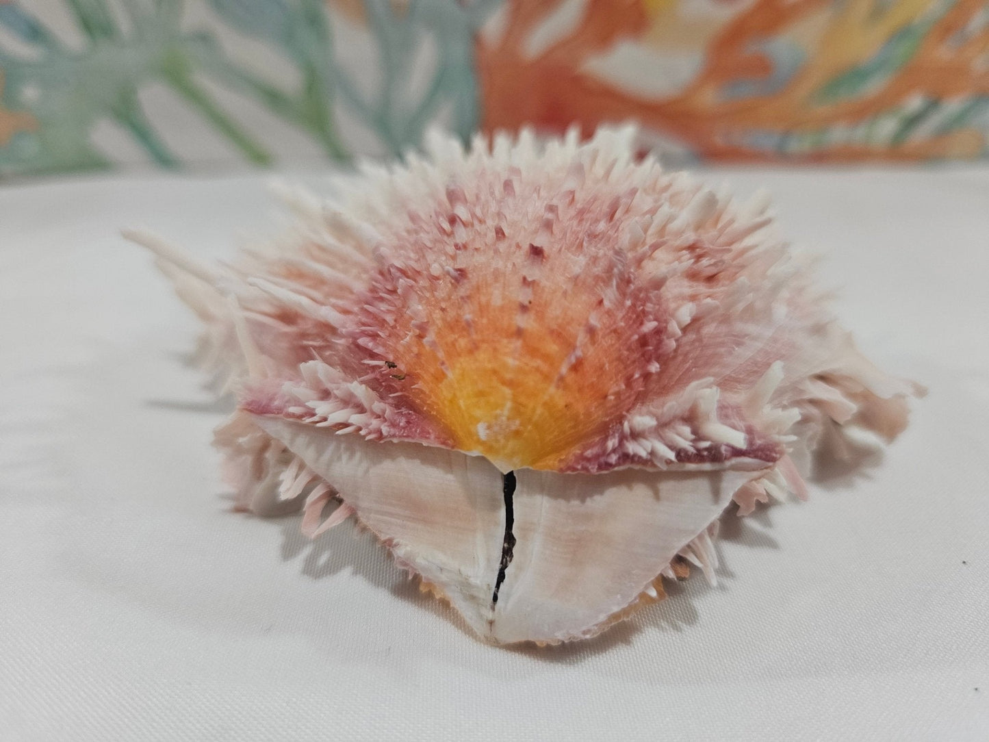 Spondylus Shell Pair - Exact Shell Shown 4"