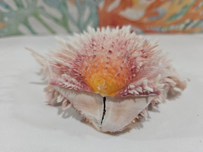 Spondylus Shell Pair - Exact Shell Shown 4"