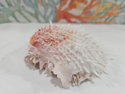 Spondylus Shell Pair - Exact Shell Shown 4"