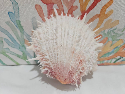 Spondylus Shell Pair - Exact Shell Shown 4"