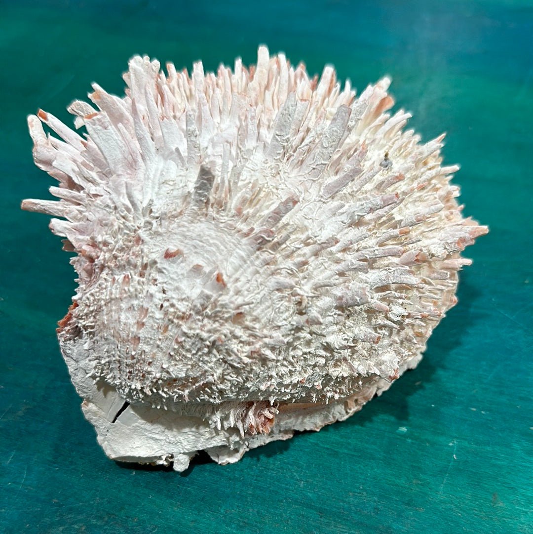 Spondylus Shell Pair 5" - Exact Shell Shown